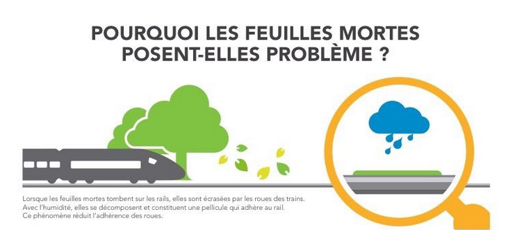 pourquoi-les-feuilles-mortes-posent-probleme.png