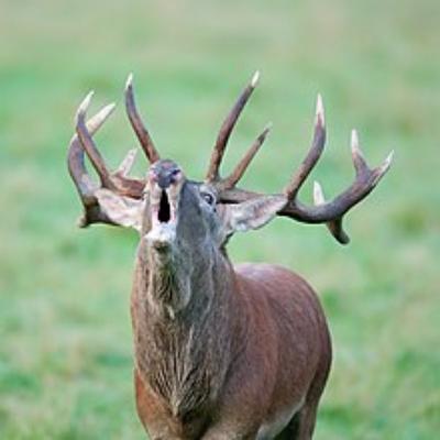 cervus_elaphus_luc_viatour_4.jpg