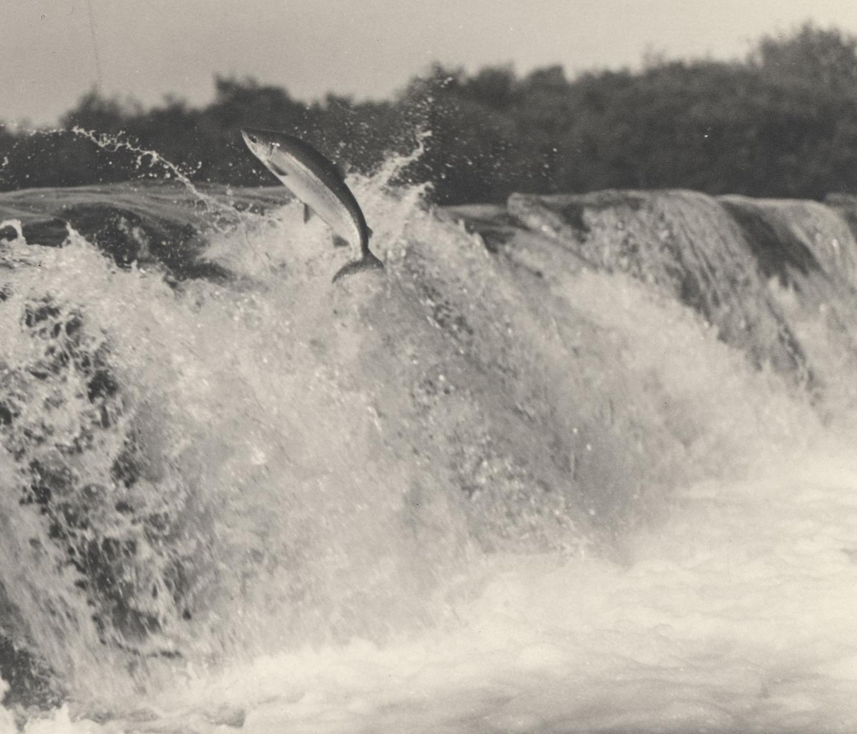salmon_leaping_up_waterfall_on_way_to_spawning_ground.jpg